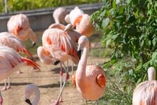 Tourist destination images of Tokushima Zoo(2)