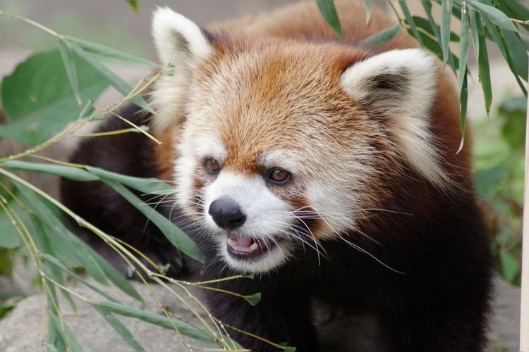 Tokushima Zoo