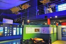 Tourist destination images of Hyōnasa Sea Turtle Museum Caretta(2)