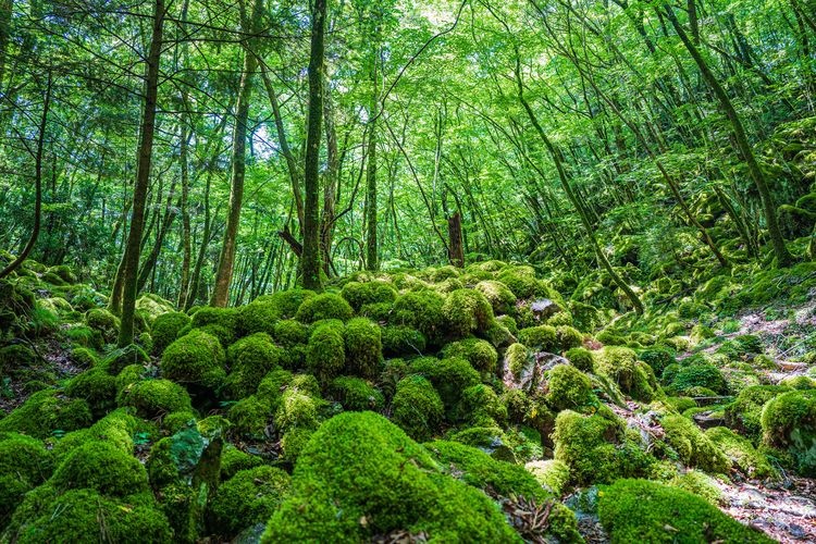 Yama-inu-dake (Mountain Dog Peak)