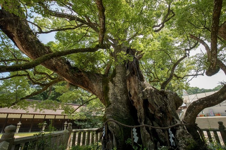 大山祇神社的觀光地圖片(3)