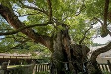 Tourist destination images of Ōyamazumi Shrine(3)