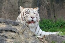 Tourist destination images of Tobe Zoo(3)