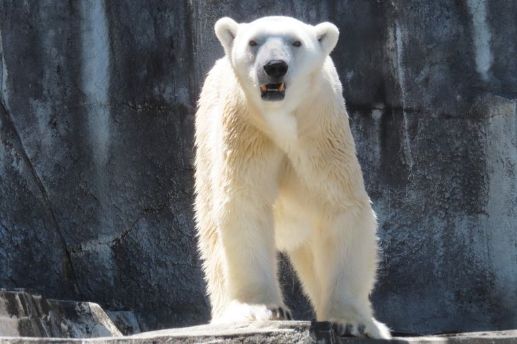 Tourist destination images of Tobe Zoo(2)