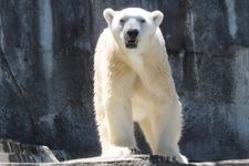 Tourist destination images of Tobe Zoo(2)