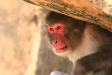 Tourist destination images of Tobe Zoo(4)