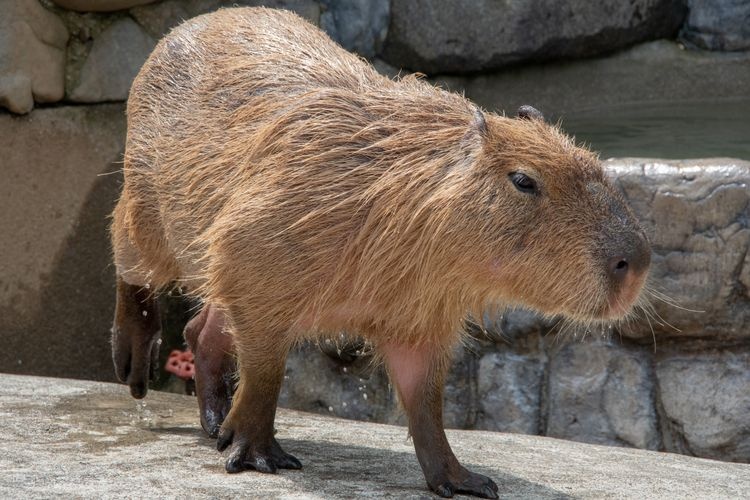 Tourist destination images of Tobe Zoo(6)