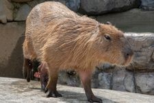 Tourist destination images of Tobe Zoo(6)