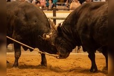 Tourist destination images of Uwajima City Bullfighting Arena(2)