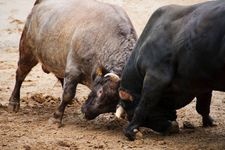 Tourist destination images of Uwajima City Bullfighting Arena(2)