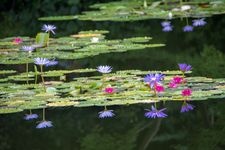Tourist destination images of Kitagawa Village "Monet's Garden" Marmottan(2)