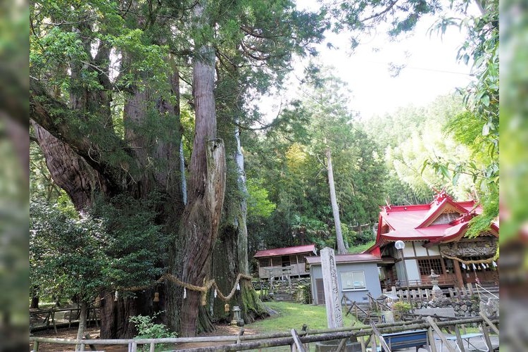 Osugi Cedar Trees