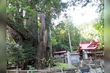 Tourist destination images of Osugi Cedar Trees(1)