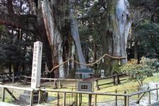 Tourist destination images of Osugi Cedar Trees(2)