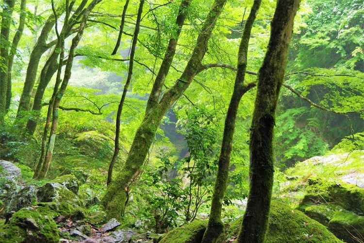 Nakazu Valley