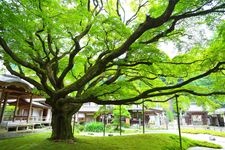 Tourist destination images of Sennyoji Temple(2)