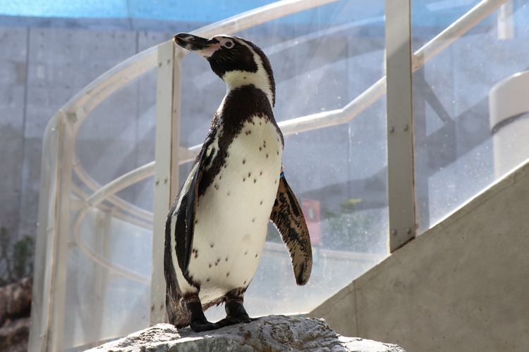 長崎ペンギン水族館