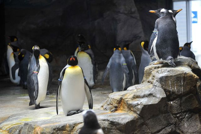 Nagasaki Penguin Aquarium