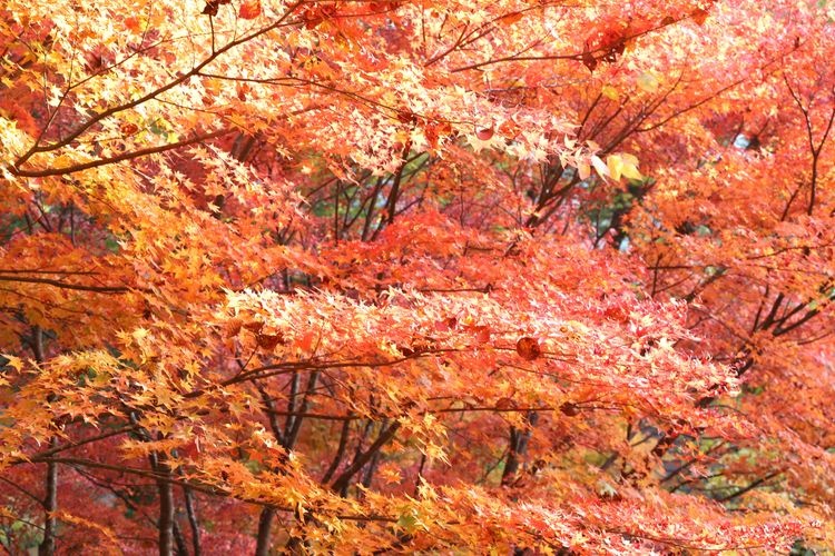 五家荘平家之里 3