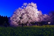 一心行の大桜の観光地画像(1)