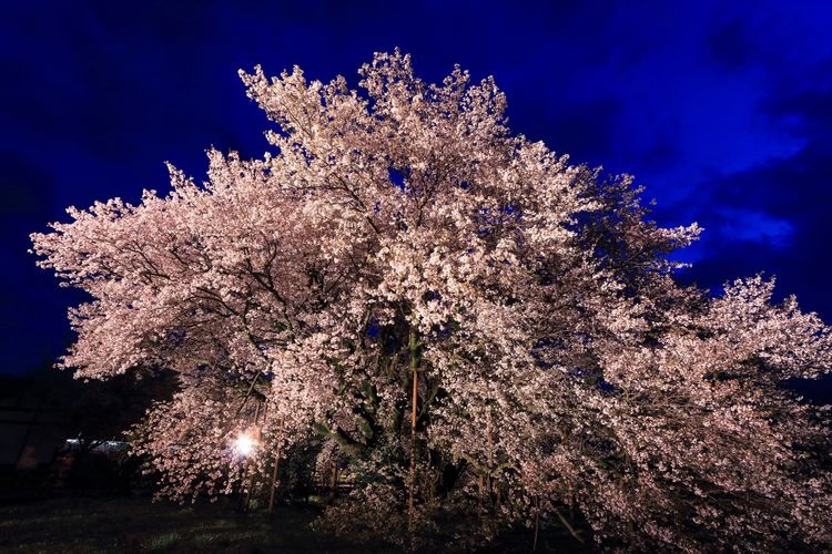 一心行の大桜 2