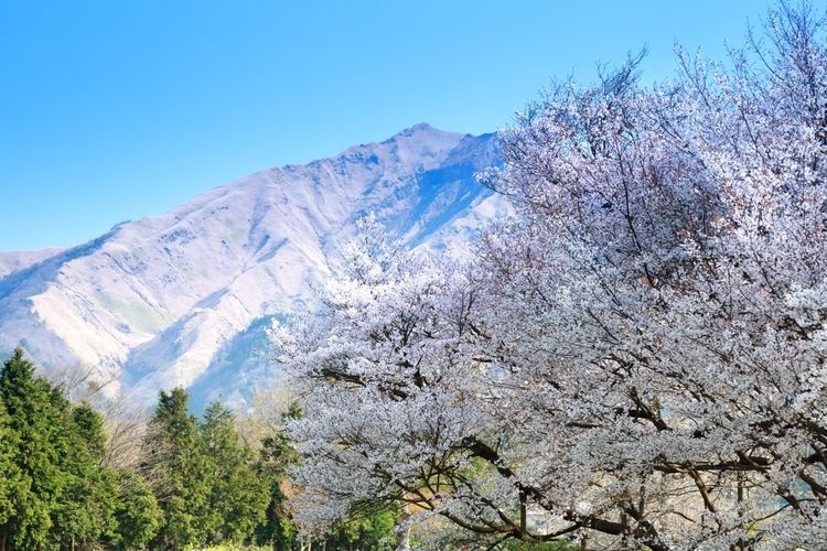一心行の大桜 3