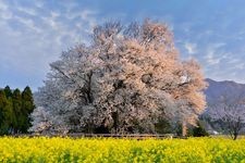 一心行の大桜の観光地画像(2)