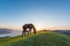 都井岬的旅游景点图片(1)