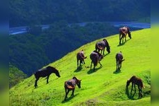 都井岬的旅游景点图片(3)