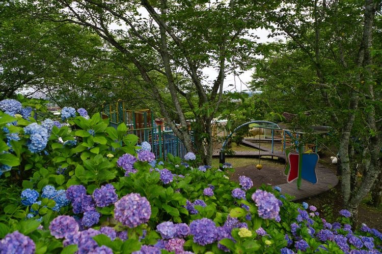 아지사이 공원 (Ajisai Park) 2