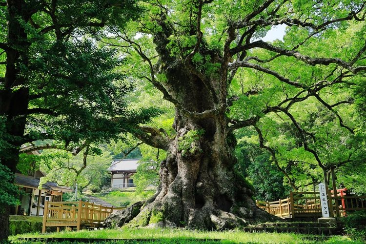 蒲生大楠（蒲生八幡神社）