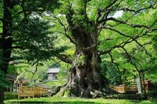 蒲生大楠（蒲生八幡神社）的旅游景点图片(1)