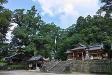 蒲生大楠（蒲生八幡神社）的旅游景点图片(2)