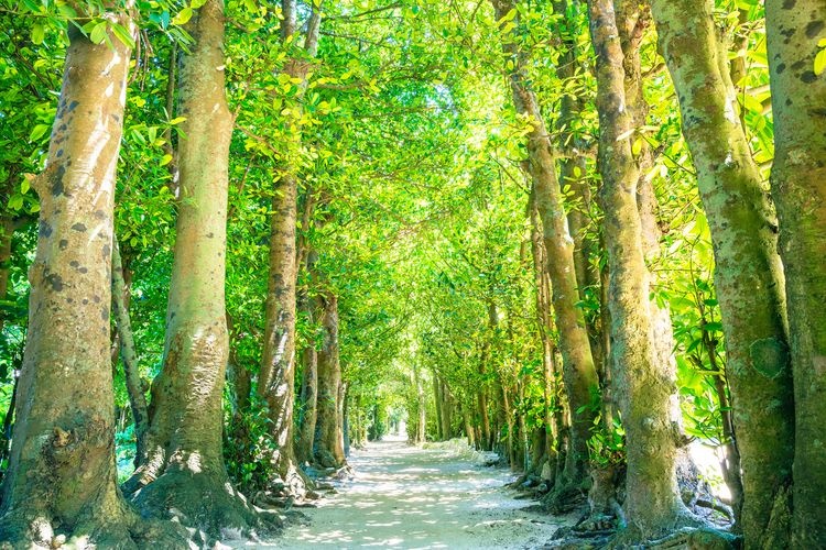 Sonbesu Fukugi Tree Avenue