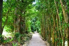 Tourist destination images of Sonbesu Fukugi Tree Avenue(2)