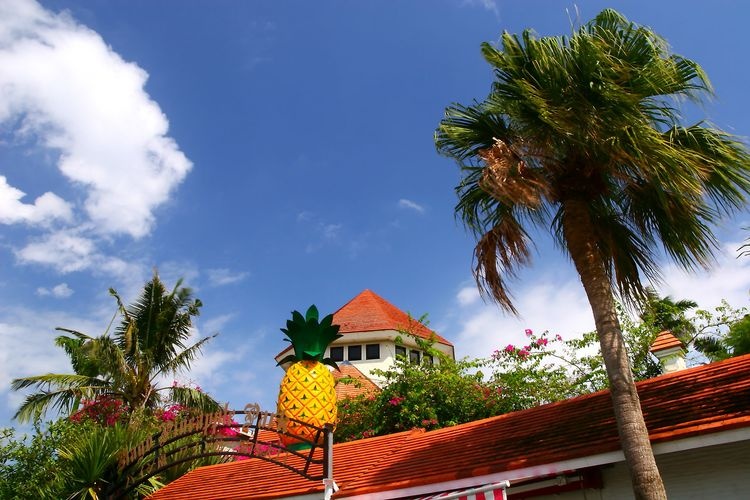 Nago Pineapple Park