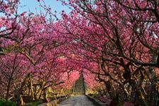 Tourist destination images of Nakijin Castle Ruins(3)