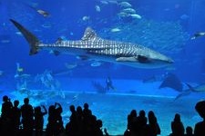 Tourist destination images of Ocean Expo Park (National Okinawa Commemorative Park)(1)