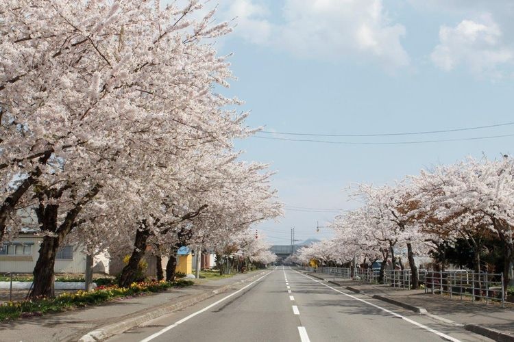 Kiyokawa Senbonzakura (Thousand Cherry Blossoms)