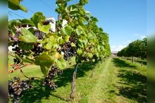 Tourist destination images of Ikeda Town Grape and Wine Research Institute(2)