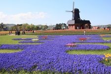 Tourist destination images of Kamiyubetsu Tulip Park(2)