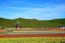 Tourist destination images of Kamiyubetsu Tulip Park(3)