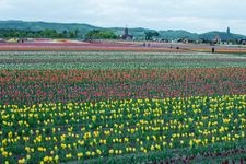 Tourist destination images of Kamiyubetsu Tulip Park(4)