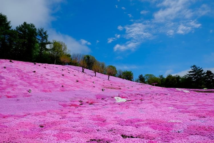 Taiyo no Oka Engaru Park (Sun's Hill Engaru Park)