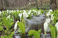 Tourist destination images of Sasamaki Bog(1)