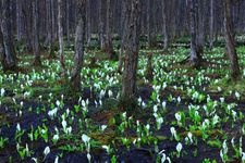 Tourist destination images of Sasamaki Bog(2)