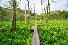 Tourist destination images of Sasamaki Bog(4)