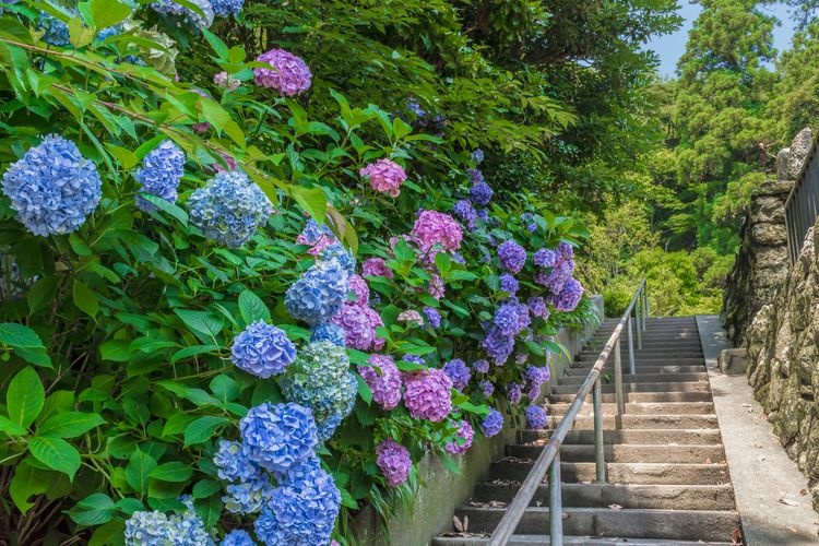 Tourist destination images of Myohonji Temple(3)