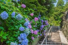 Tourist destination images of Myohonji Temple(3)