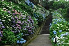 Tourist destination images of Jojuin Temple(4)